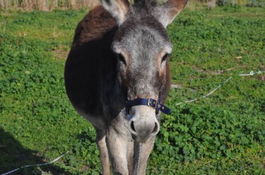 Doğal ortamda güzel Hayvan Eşek