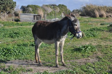 Doğal ortamda güzel Hayvan Eşek