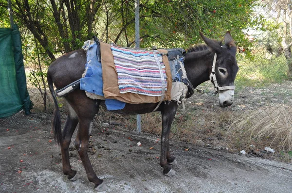 Hermoso Animal Burro Entorno Natural — Foto de Stock