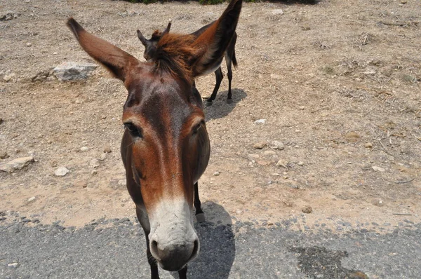 Doğal Ortamda Güzel Hayvan Eşek — Stok fotoğraf