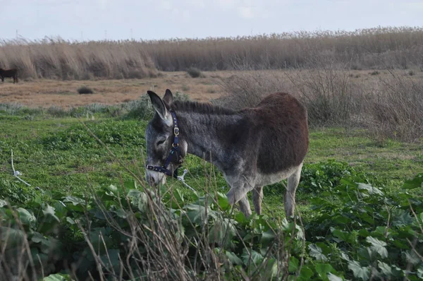 Belo Animal Burro Ambiente Natural — Fotografia de Stock