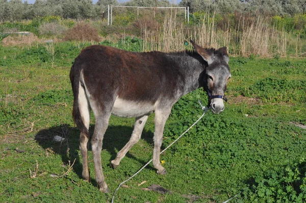 Gyönyörű Állat Szamár Természeti Környezetben — Stock Fotó