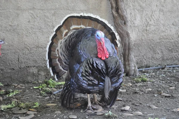 自然環境の中で美しい動物七面鳥 — ストック写真