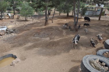 Doğal ortamda güzel Hayvan Pig (çiftlik)