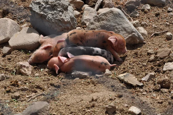 Het Prachtige Dier Varken Natuurlijke Omgeving Boerderij — Stockfoto