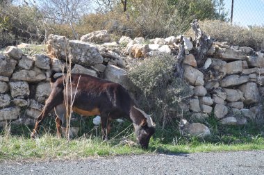 Doğal ortamda güzel Hayvan Keçisi (çiftlik)