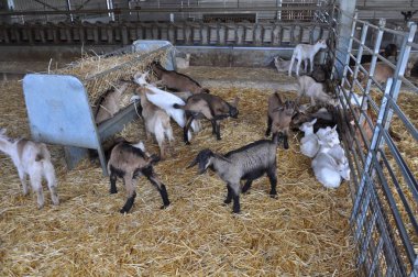 Doğal ortamda güzel Hayvan Keçisi (çiftlik)