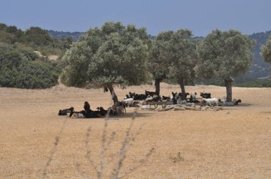 Doğal ortamda güzel Hayvan Keçisi (çiftlik)