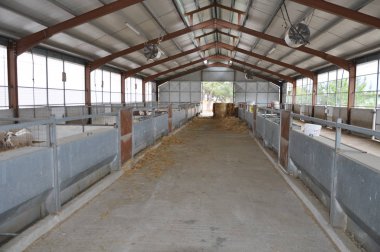 Doğal ortamda güzel Hayvan Keçisi (çiftlik)