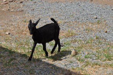 Doğal ortamda güzel Hayvan Keçisi (çiftlik)