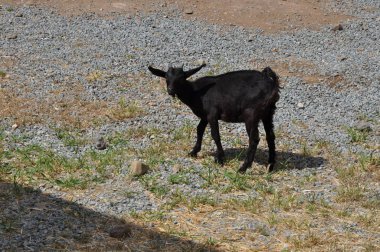 Doğal ortamda güzel Hayvan Keçisi (çiftlik)
