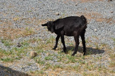 Doğal ortamda güzel Hayvan Keçisi (çiftlik)