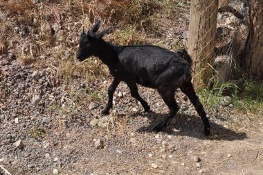 Doğal ortamda güzel Hayvan Keçisi (çiftlik)