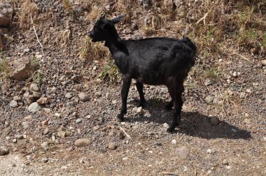 Doğal ortamda güzel Hayvan Keçisi (çiftlik)