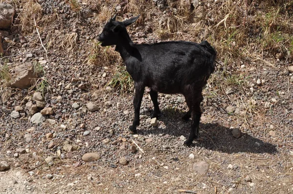 Doğal ortamda güzel Hayvan Keçisi (çiftlik)