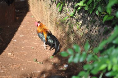 Doğal ortamda güzel Hayvan Tavuk (çiftlik)