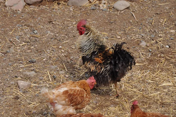 Piękny Kurczak Zwierząt Środowisku Naturalnym Gospodarstwo — Zdjęcie stockowe