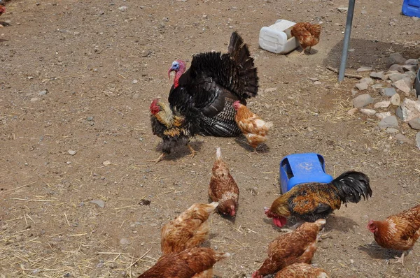 Das Schöne Tierische Huhn Der Natürlichen Umgebung Bauernhof — Stockfoto