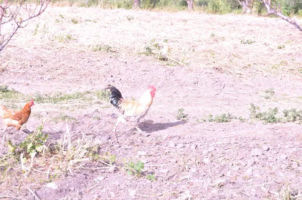 Das Schöne Tierische Huhn Der Natürlichen Umgebung Bauernhof — Stockfoto