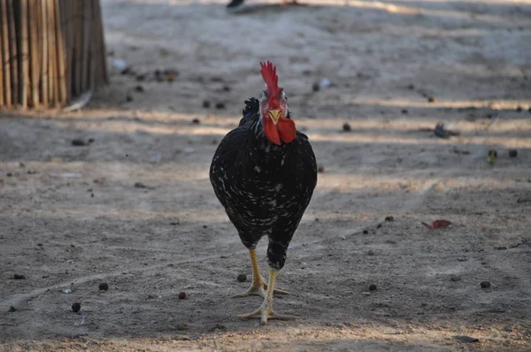 Piękny Kurczak Zwierząt Środowisku Naturalnym Gospodarstwo — Zdjęcie stockowe