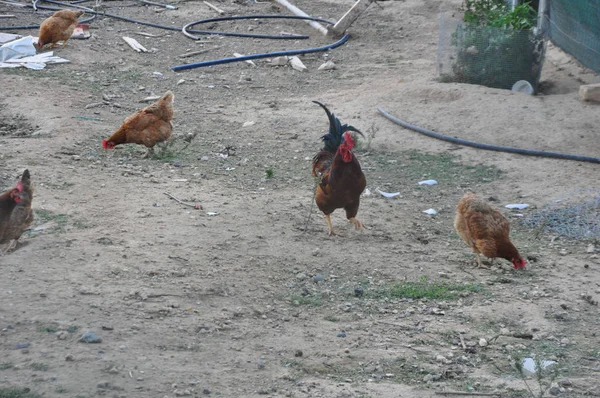Beautiful Animal Chicken Natural Environment Farm — Stock Photo, Image