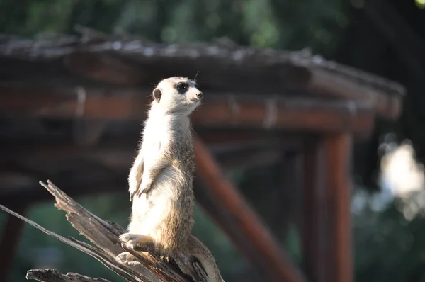 Der Schöne Tierische Lemur Der Natürlichen Umgebung Bauernhof — Stockfoto