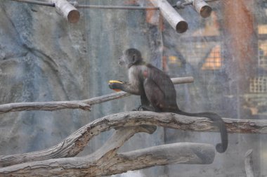 Doğal ortamda güzel Animal Monkey (çiftlik)