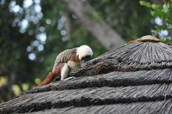 Doğal Ortamda Güzel Animal Monkey Çiftlik — Stok fotoğraf