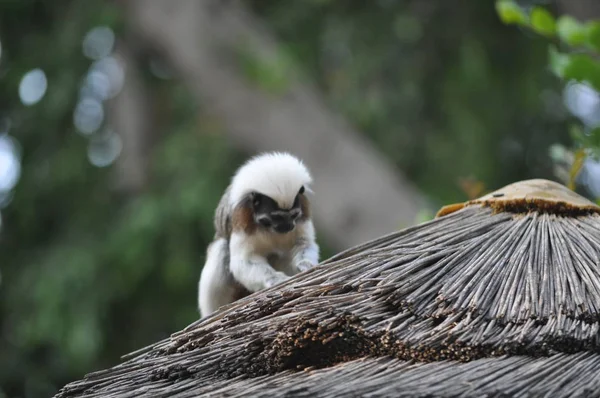 Doğal Ortamda Güzel Animal Monkey Çiftlik — Stok fotoğraf