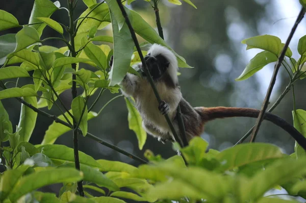 환경의 아름다운 원숭이 — 스톡 사진