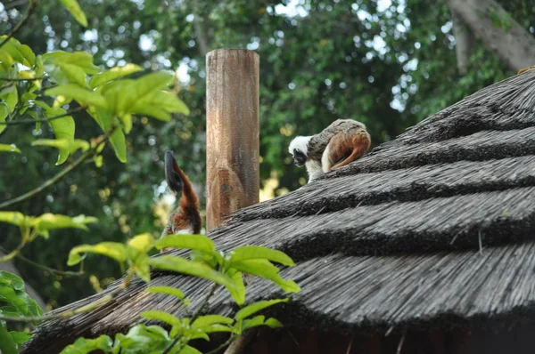 Prachtige Dieren Aap Natuurlijke Omgeving Boerderij — Stockfoto