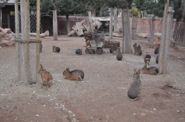 Beau Mara Patagonien Animal Dans Environnement Naturel Ferme — Photo