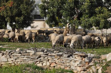 Doğal ortamda güzel Hayvan Koyun (çiftlik)