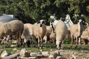 Doğal ortamda güzel Hayvan Koyun (çiftlik)