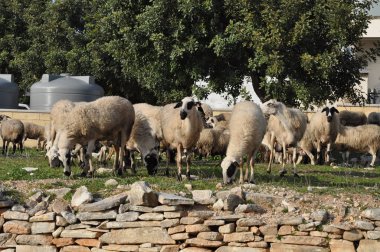 Doğal ortamda güzel Hayvan Koyun (çiftlik)