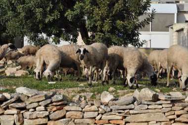 Doğal ortamda güzel Hayvan Koyun (çiftlik)