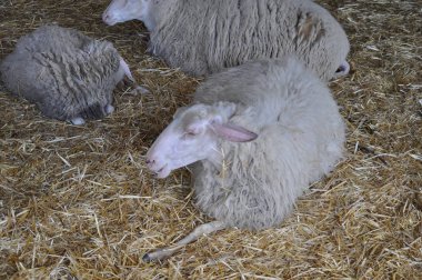 Doğal ortamda güzel Hayvan Koyun (çiftlik)