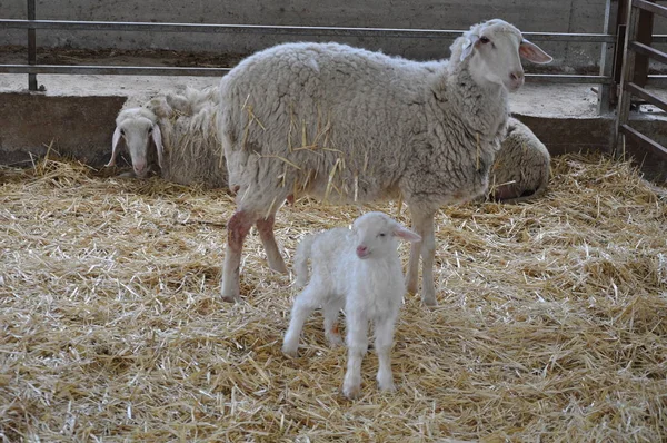 Bella Pecora Animale Nell Ambiente Naturale Fattoria — Foto Stock