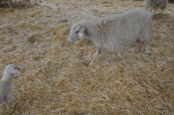 Bella Pecora Animale Nell Ambiente Naturale Fattoria — Foto Stock