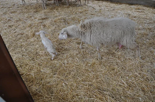 Bella Pecora Animale Nell Ambiente Naturale Fattoria — Foto Stock