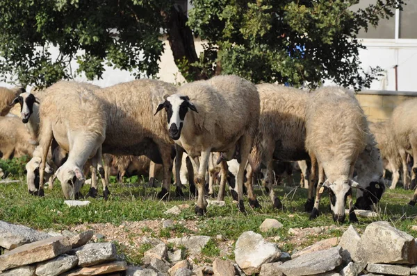 Bella Pecora Animale Nell Ambiente Naturale Fattoria — Foto Stock