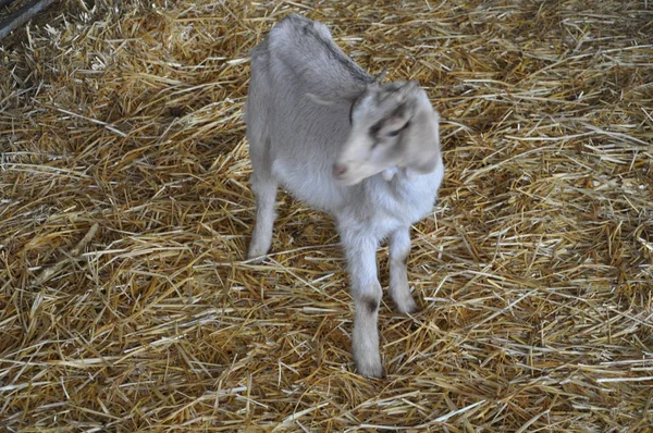 Bella Pecora Animale Nell Ambiente Naturale Fattoria — Foto Stock