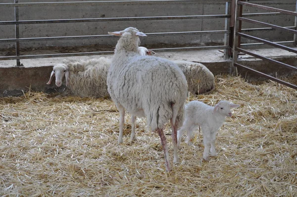 Bella Pecora Animale Nell Ambiente Naturale Fattoria — Foto Stock