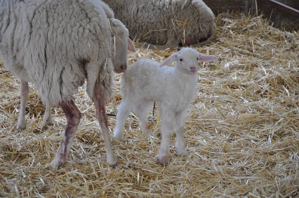 Bella Pecora Animale Nell Ambiente Naturale Fattoria — Foto Stock