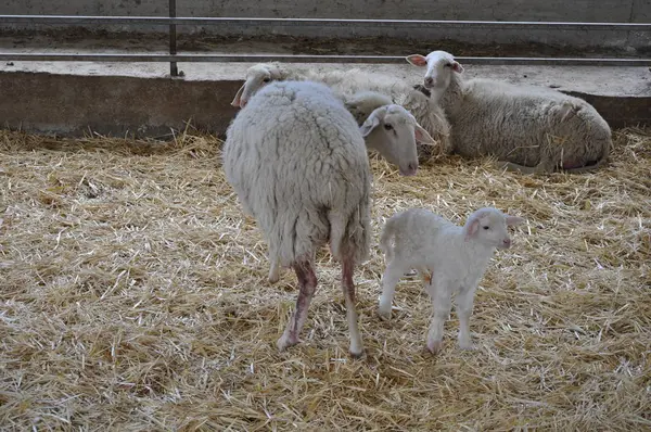 Bella Pecora Animale Nell Ambiente Naturale Fattoria — Foto Stock