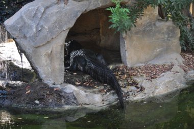 Doğal ortamda güzel Hayvan Timsah (çiftlik)