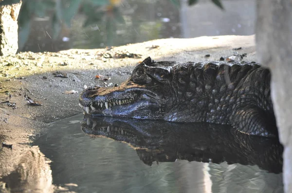 Bellissimo Coccodrillo Animale Nell Ambiente Naturale Fattoria — Foto Stock