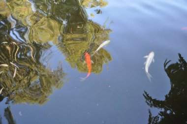 Doğal ortamda güzel Hayvan Koi balık