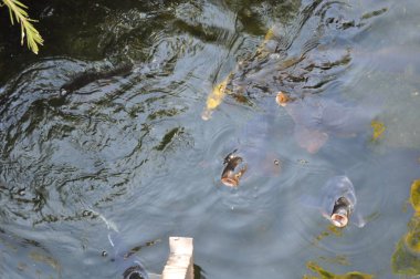 Doğal ortamda güzel Hayvan Koi balık
