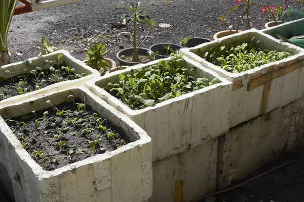 Giardinaggio Coltivazione Ortaggi Biologici Nel Cortile Della Casa — Foto Stock